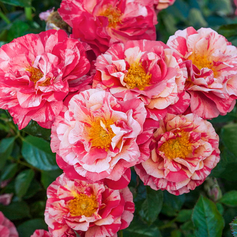 Frida Kahlo® Floribunda Rose - Image 7