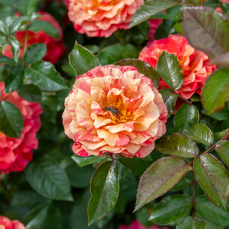 Frida Kahlo® Floribunda Rose - Image 8