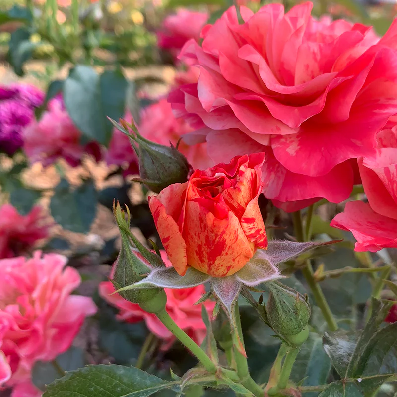 Frida Kahlo® Floribunda Rose - Image 9
