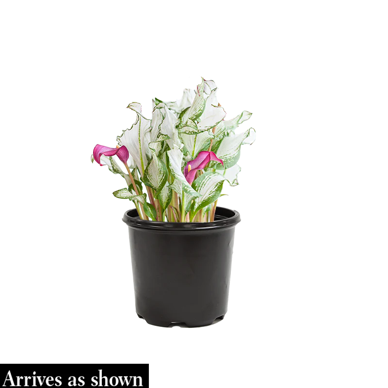 Frozen Queen Calla Lily - Image 4