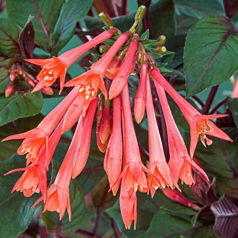 Gartenmeister Fuchsia - Image 2