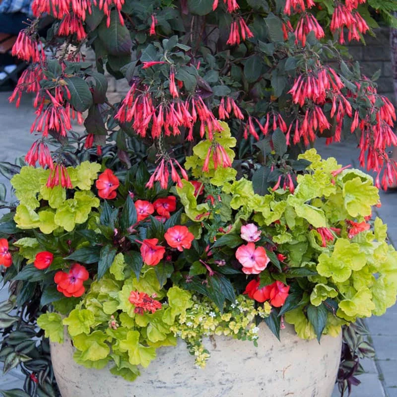 Gartenmeister Fuchsia - Image 3