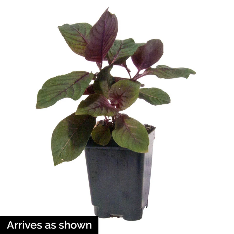 Gartenmeister Fuchsia - Image 4