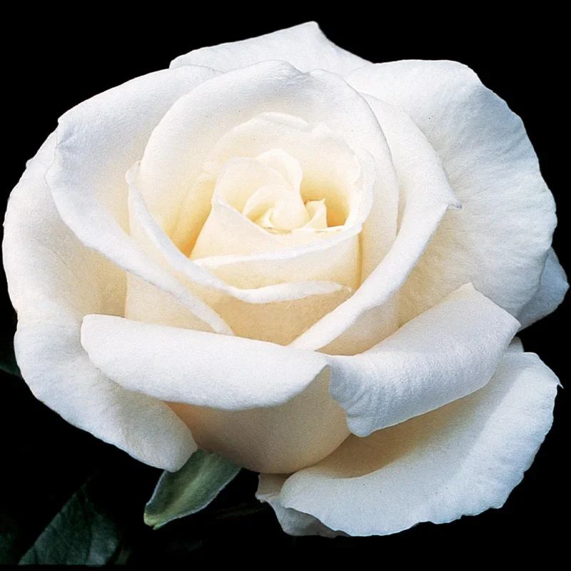 Full Sail™ Hybrid Tea Rose