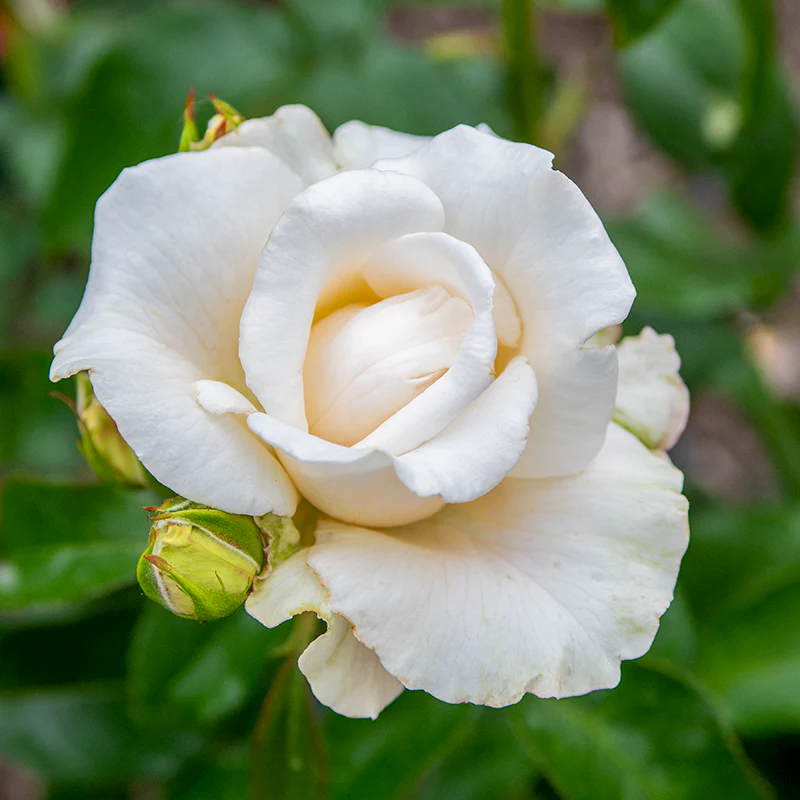 Full Sail™ Hybrid Tea Rose - Image 3