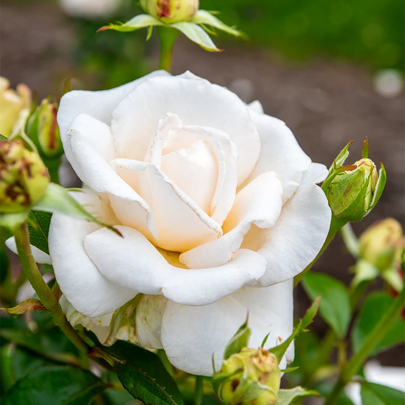 Full Sail™ Hybrid Tea Rose - Image 4