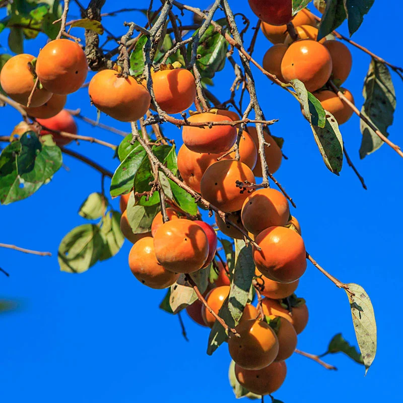 Fuyu Imoto Persimmon - Image 2