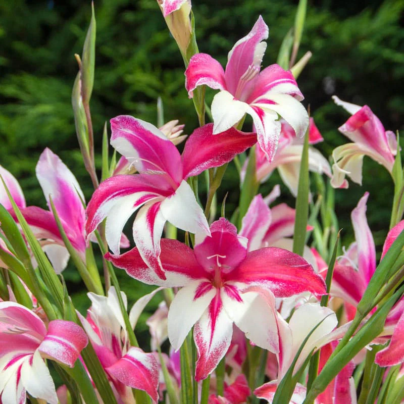 Galaxian Hardy Gladiolus - Image 3