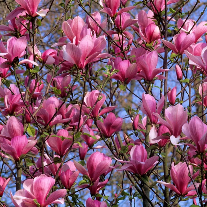 Galaxy Magnolia