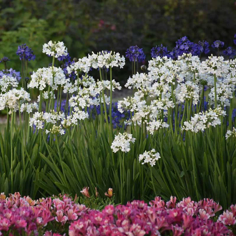 Galaxy White Agapanthus - Image 4