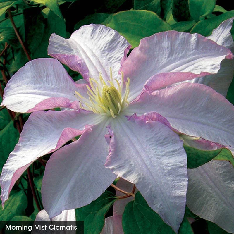 Garden Glory Clematis Collection - Image 2