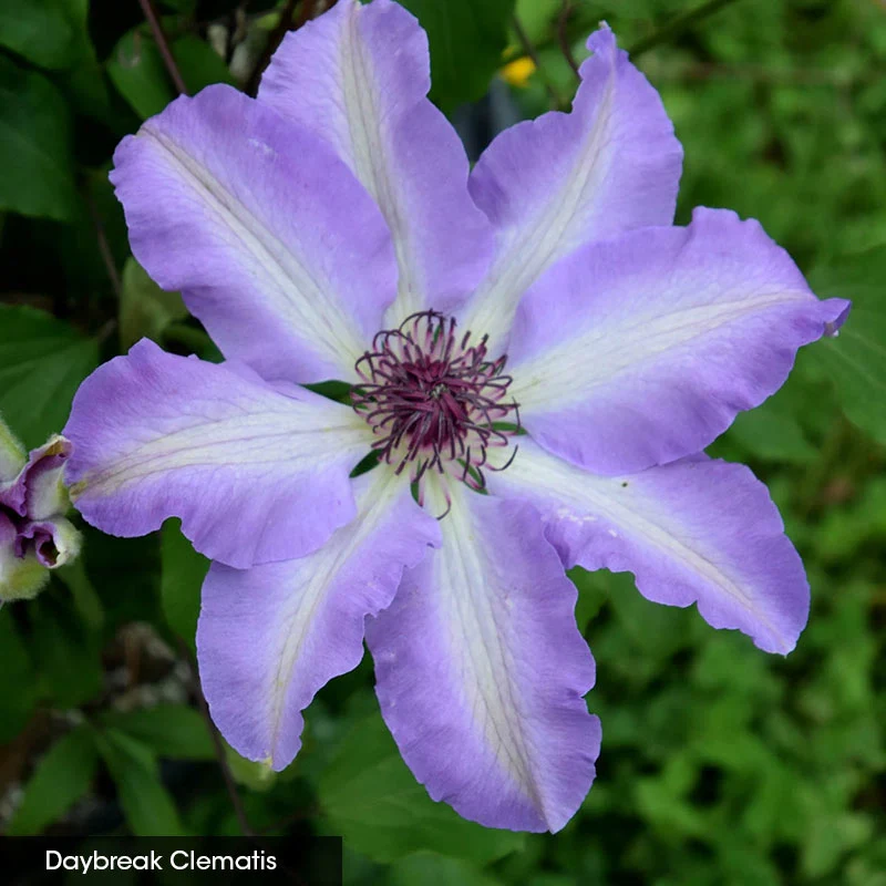 Garden Glory Clematis Collection - Image 3