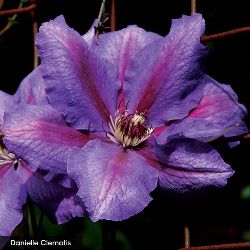 Garden Glory Clematis Collection - Image 4