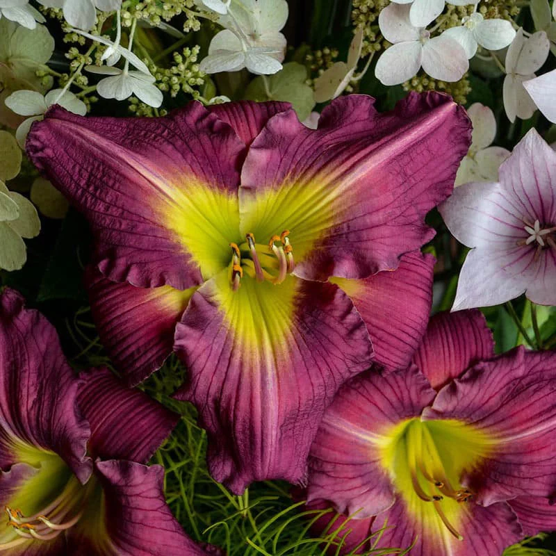 Garden Show Daylily