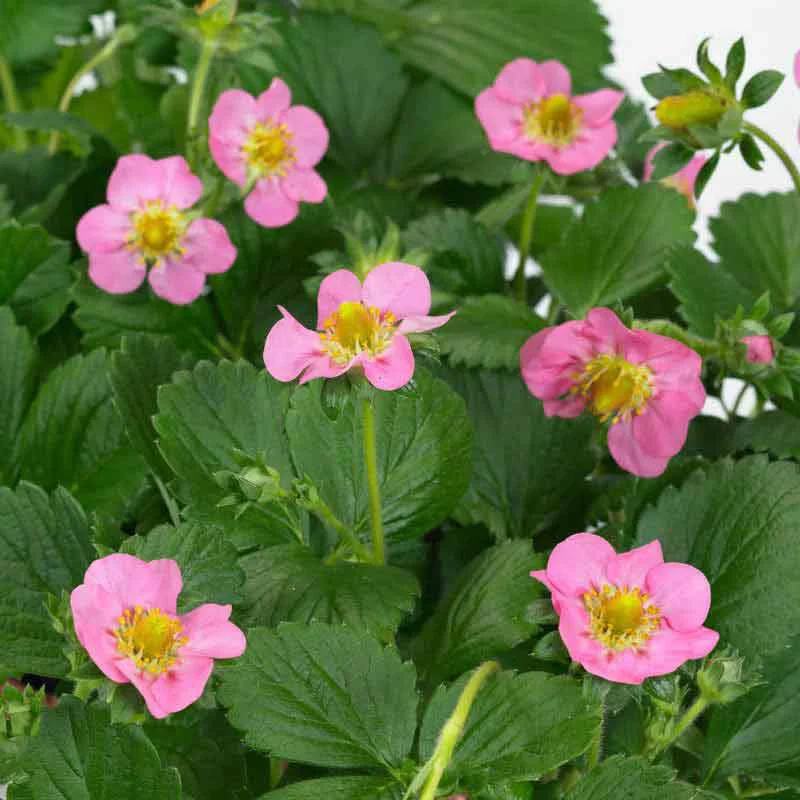 Gasana Everbearing Strawberry - Image 2