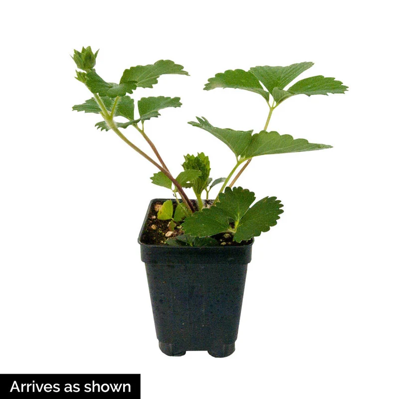 Gasana Everbearing Strawberry - Image 3