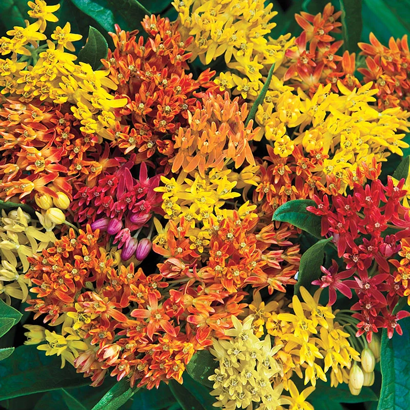 Gay Butterflies Mix Butterfly Weed - Image 2