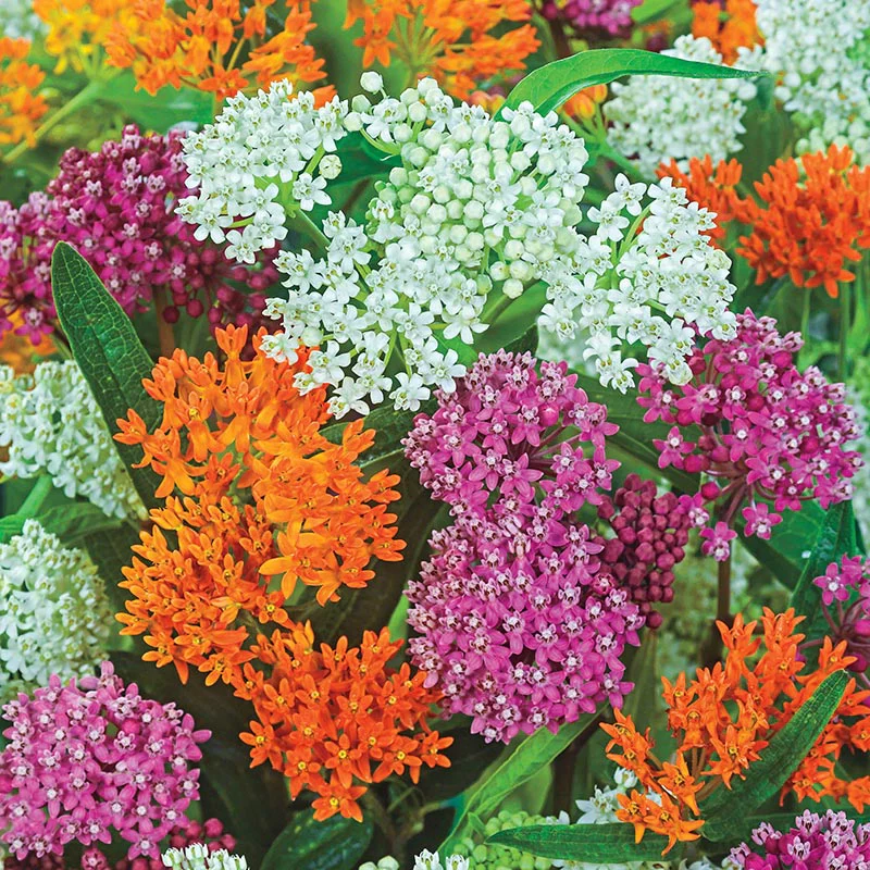 Gay Butterflies Mix Butterfly Weed - Image 3