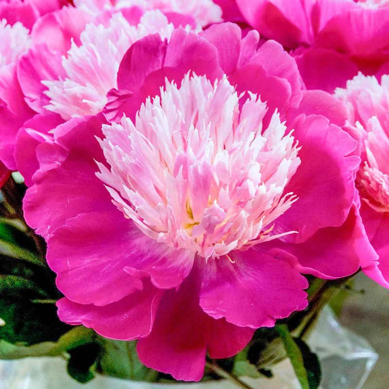 Gay Paree Peony - Image 3