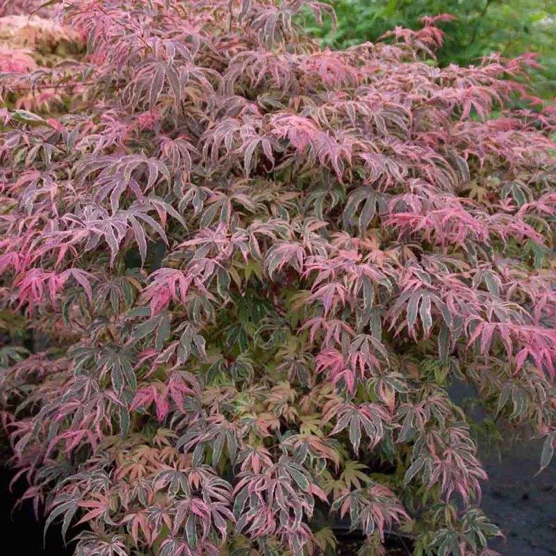 Geisha Gone Wild Japanese Maple - Image 2
