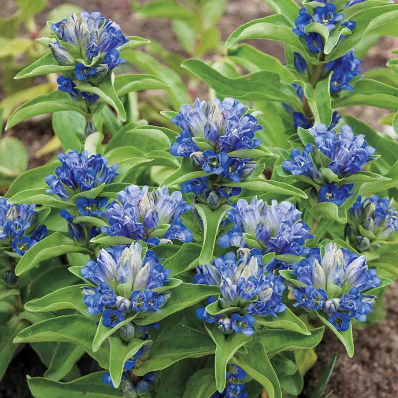 Blue Cross Gentian - Image 2