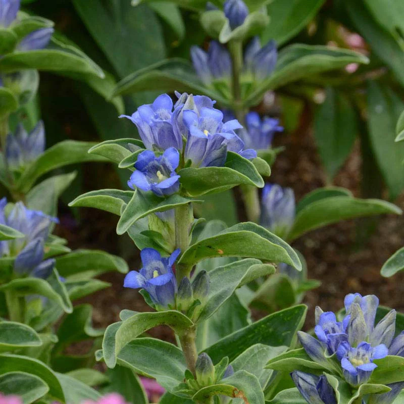 Blue Cross Gentian - Image 3