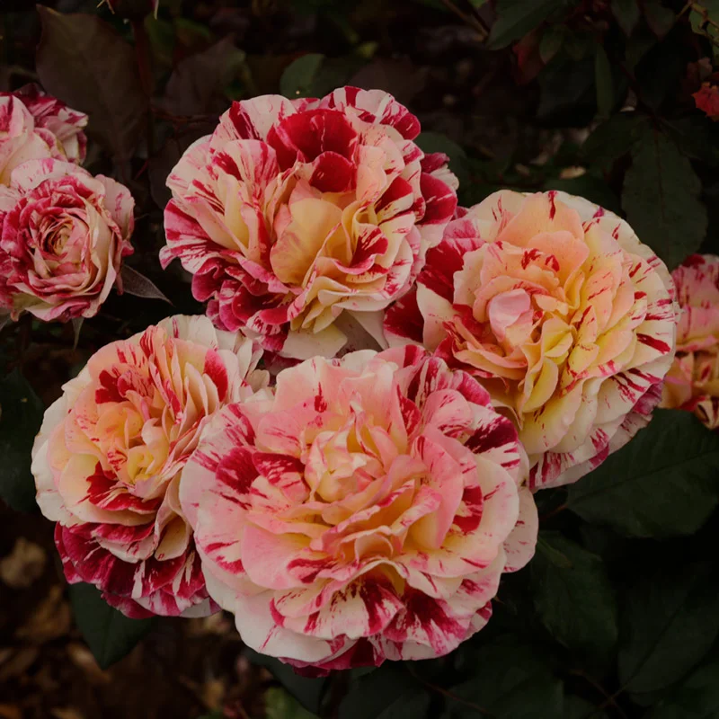 George Burns™ Floribunda Rose