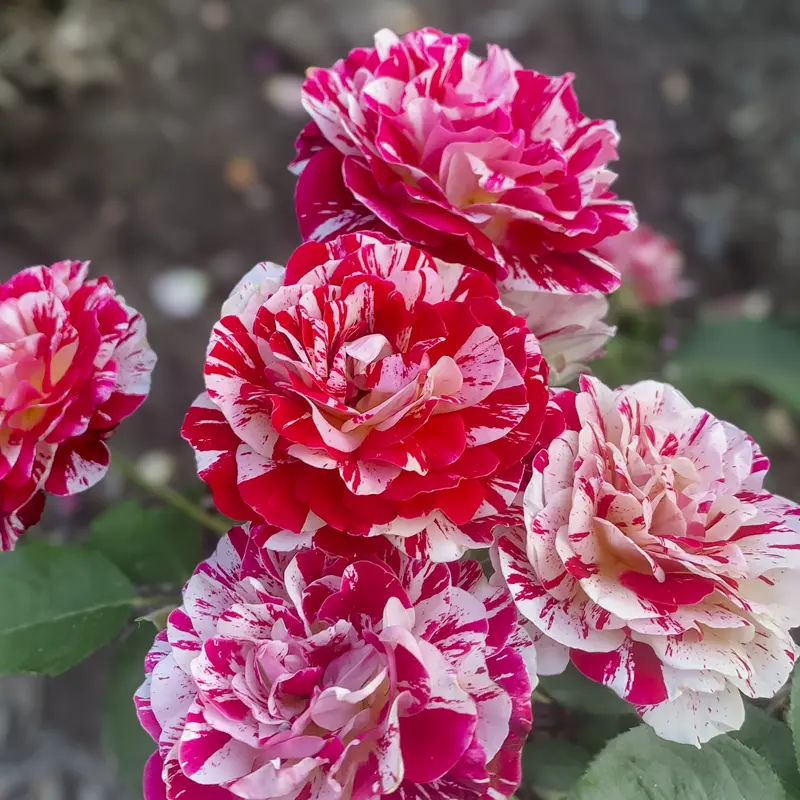 George Burns™ Floribunda Rose - Image 10