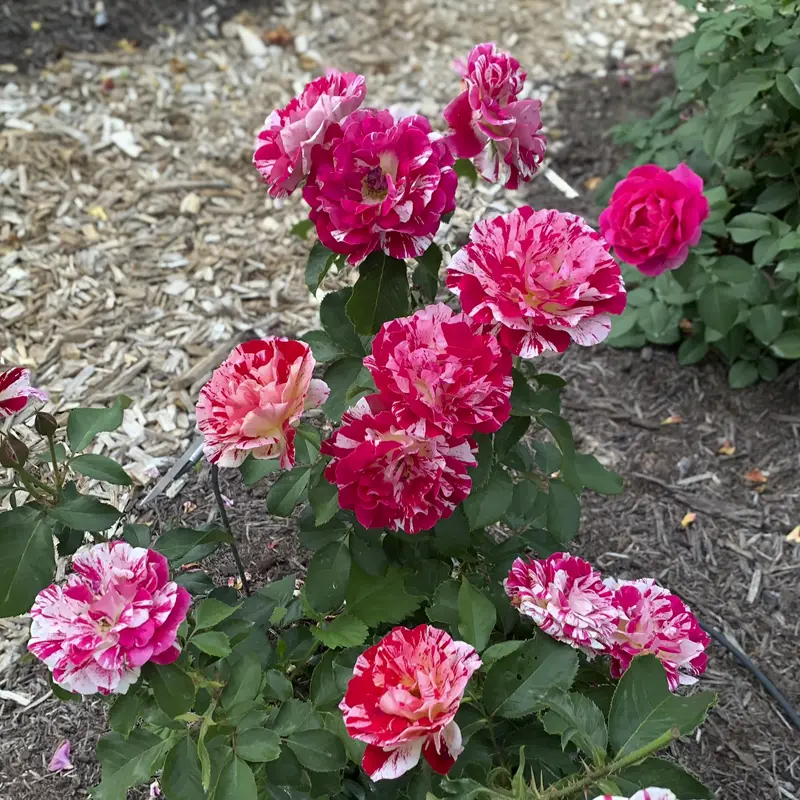 George Burns™ Floribunda Rose - Image 11