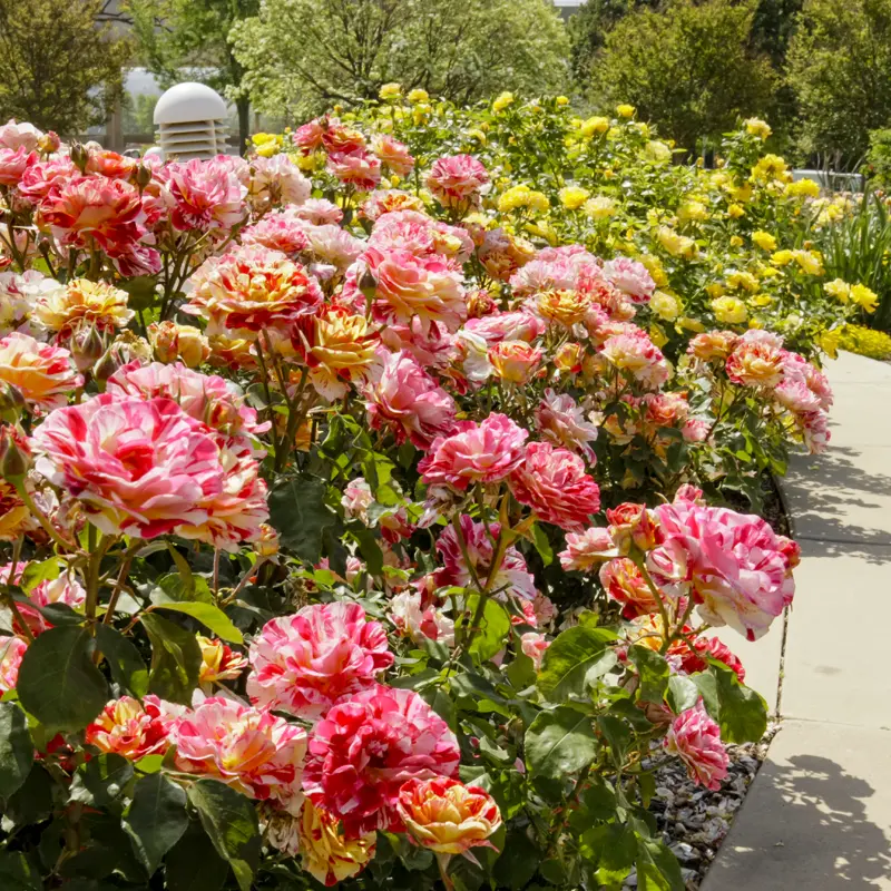 George Burns™ Floribunda Rose - Image 2
