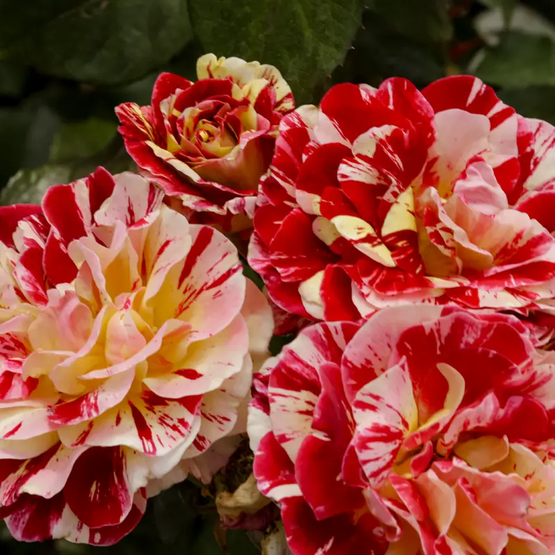 George Burns™ Floribunda Rose - Image 3