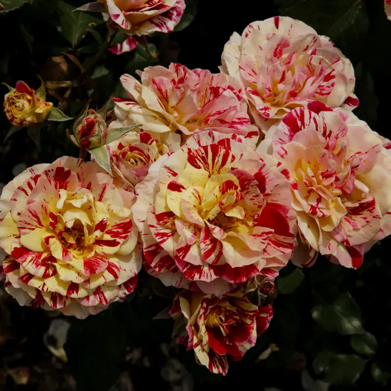 George Burns™ Floribunda Rose - Image 4