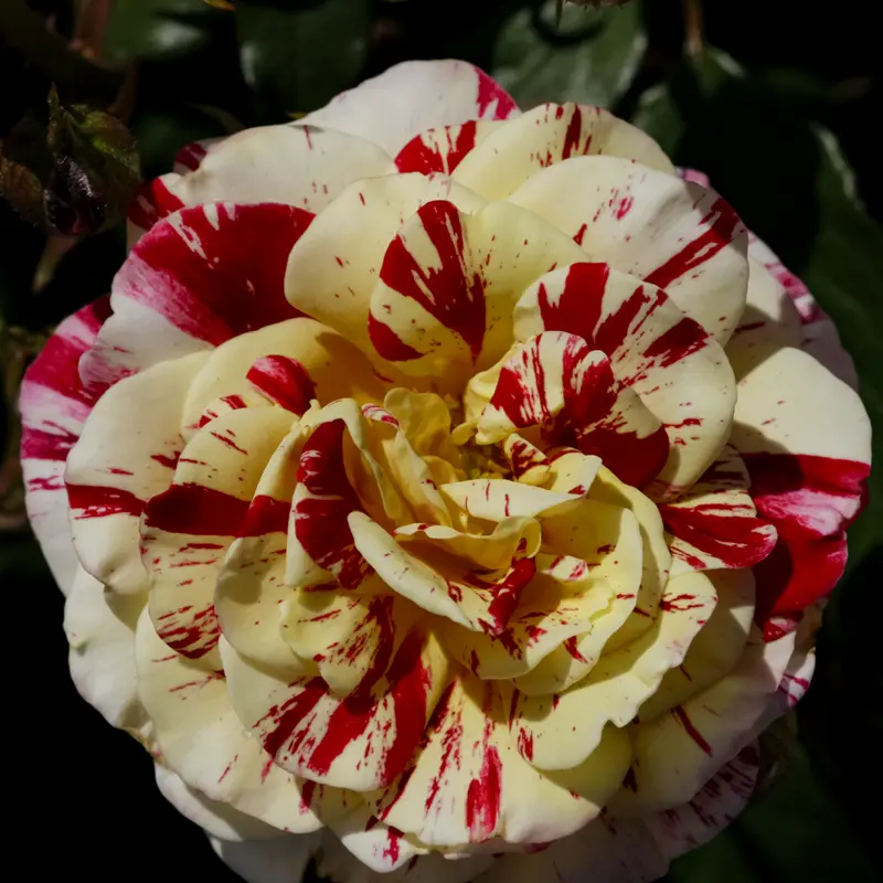 George Burns™ Floribunda Rose - Image 5