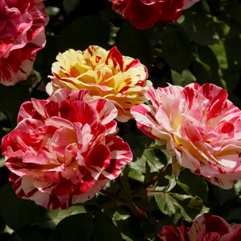 George Burns™ Floribunda Rose - Image 6