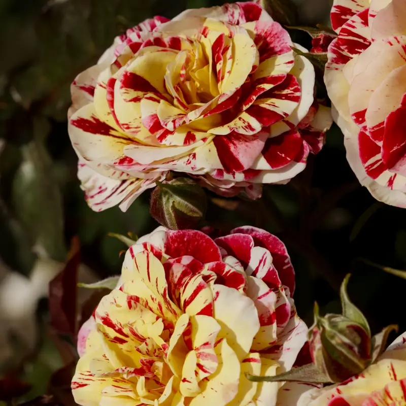 George Burns™ Floribunda Rose - Image 7