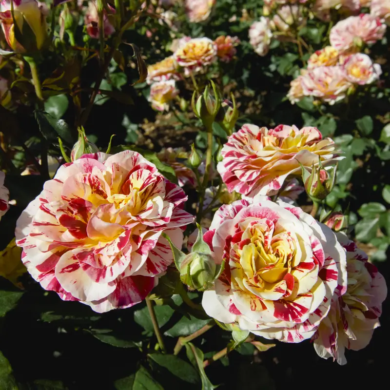 George Burns™ Floribunda Rose - Image 8