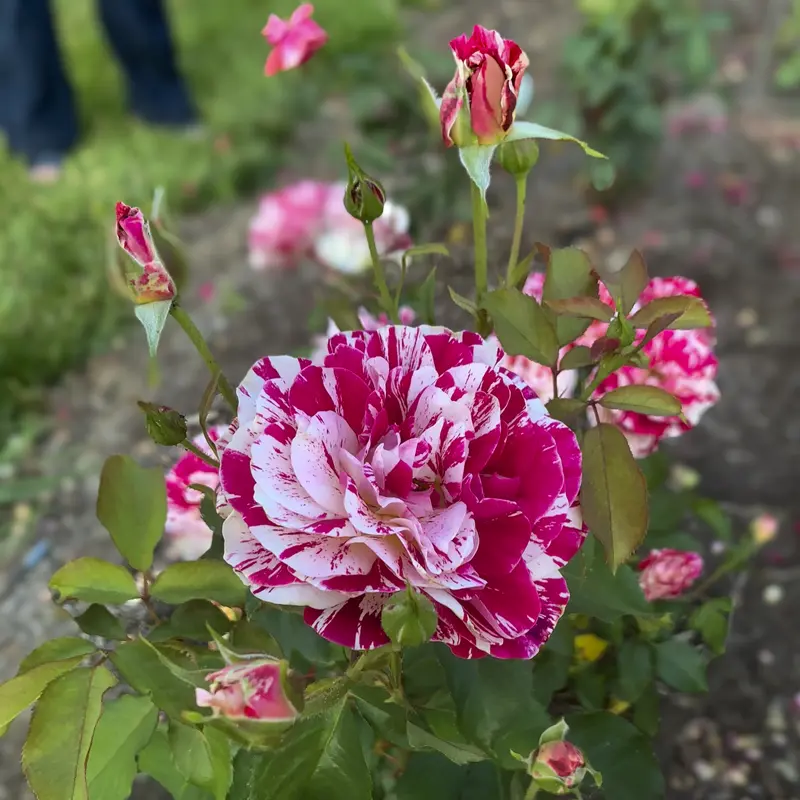 George Burns™ Floribunda Rose - Image 9
