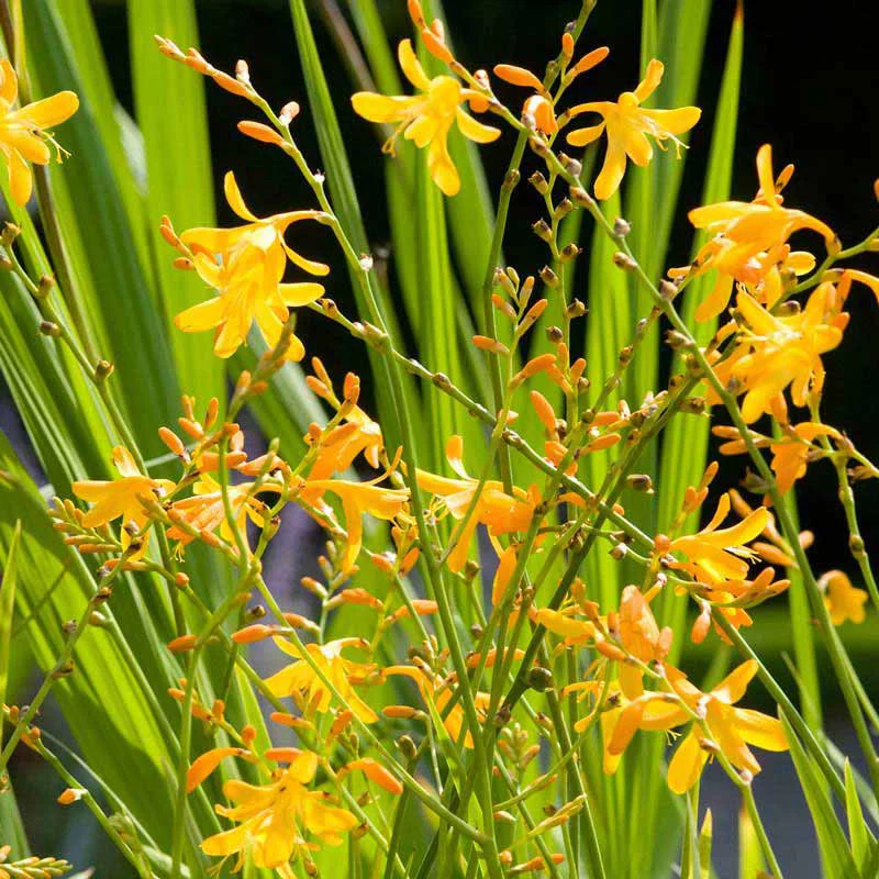 George Davidson Crocosmia - Image 2