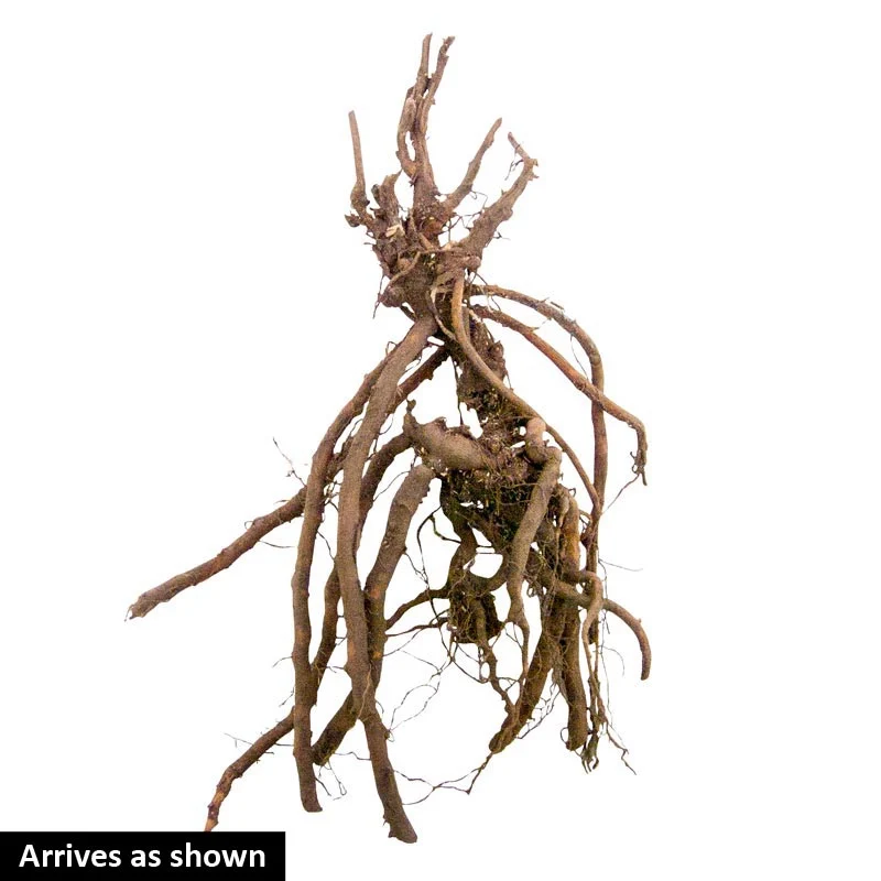 Geranium Breeders Mix - Image 3