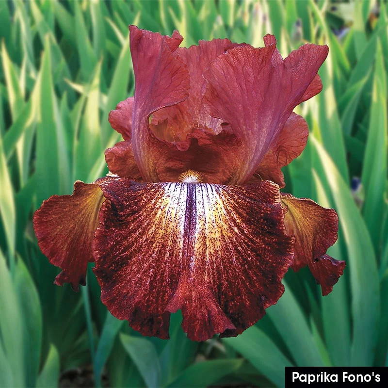 German Iris Reblooming Mix - Image 2