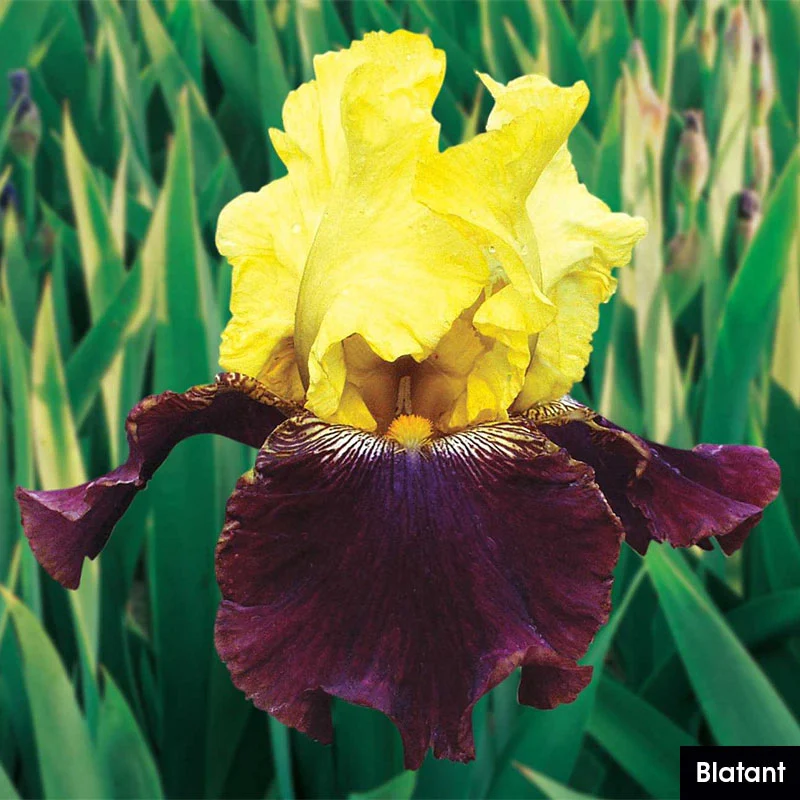 German Iris Reblooming Mix - Image 3