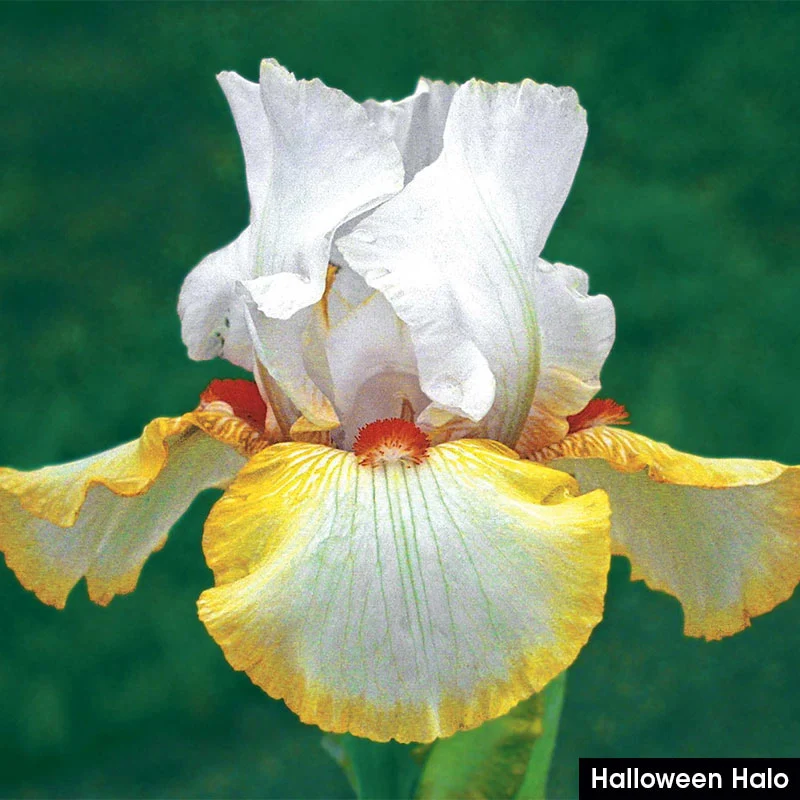 German Iris Reblooming Mix - Image 4