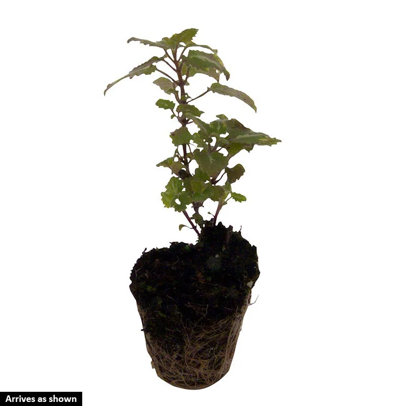 Ghost Lamium - Image 2