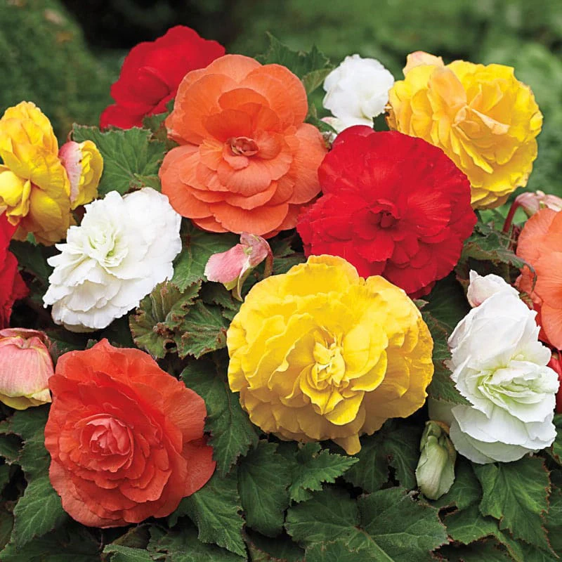 Giant Camellia Begonia Mix - Image 2