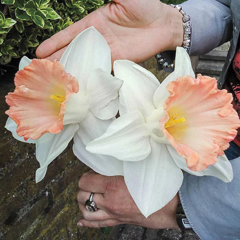 British Gamble Giant Daffodil - Image 2