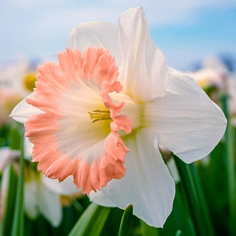 British Gamble Giant Daffodil - Image 3
