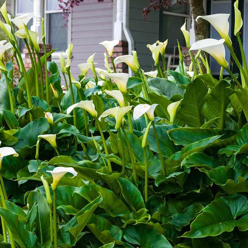 Giant White Calla Lily - Image 2