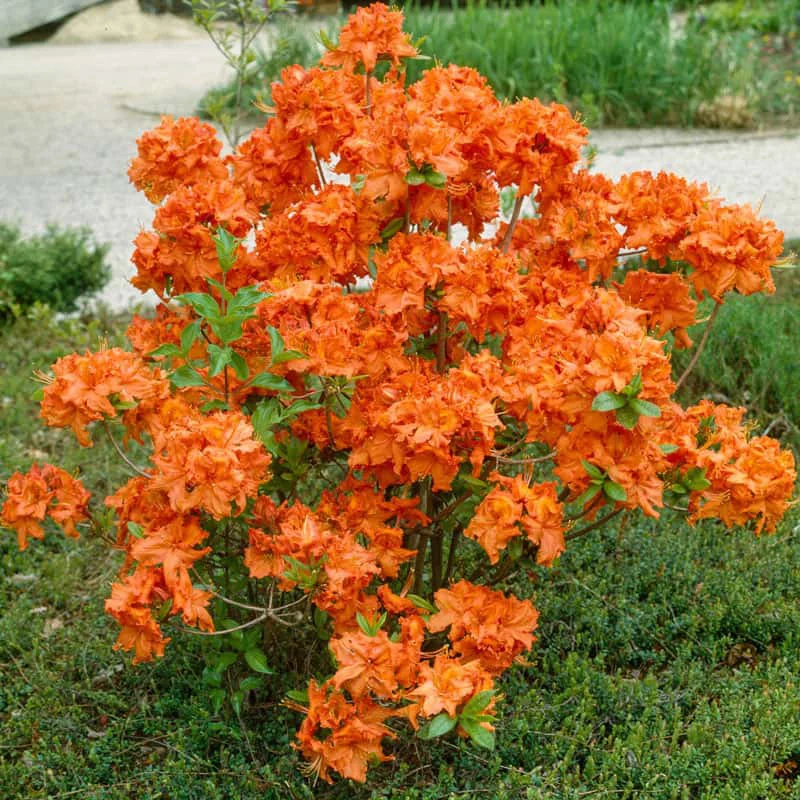 Gibraltar Azalea - Image 2