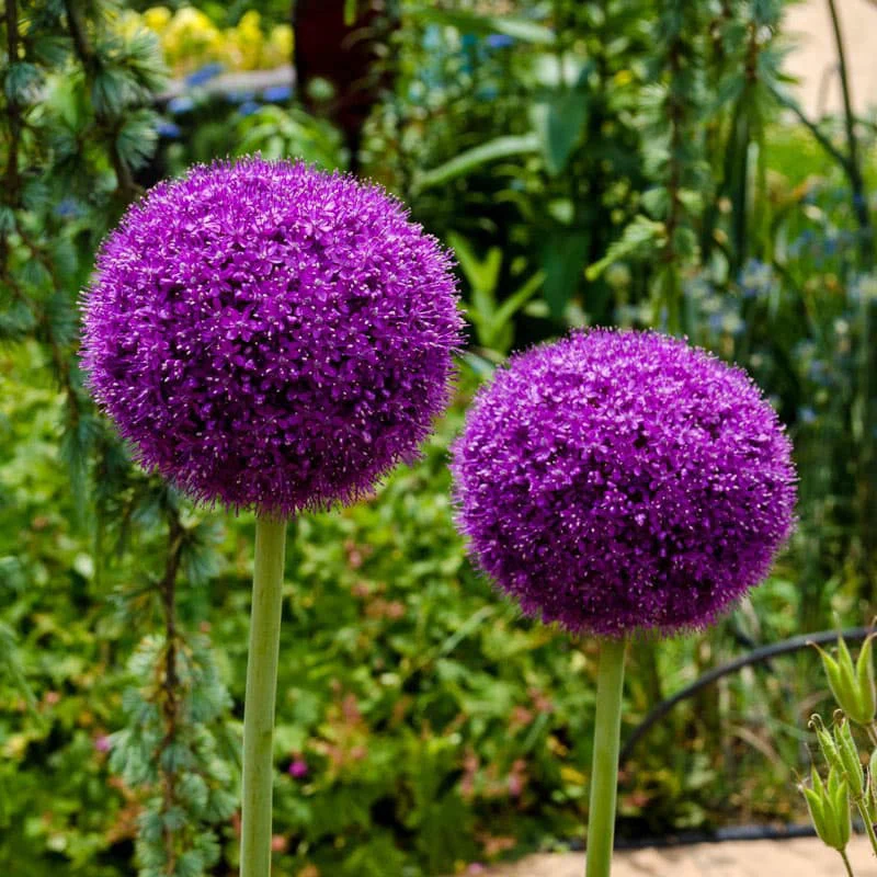 Gladiator Allium - Image 2