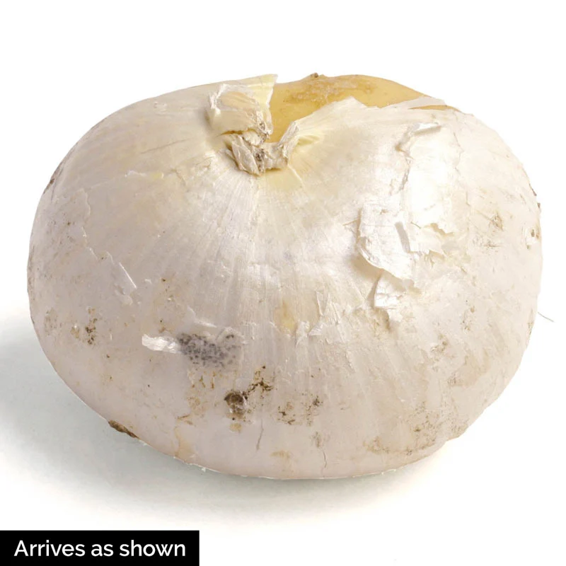 Gladiator Allium - Image 3